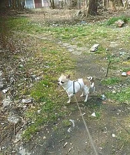 Pies Chihuahua 1.5 roku, Śląskie, Bytom