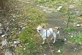 Pies Chihuahua 1.5 roku