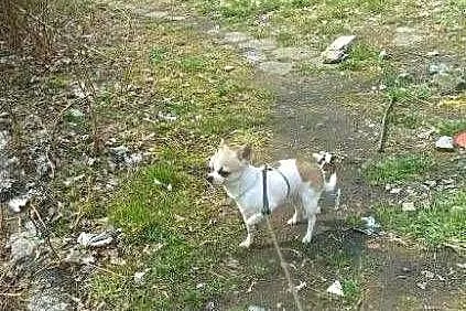 Pies Chihuahua 1.5 roku, Śląskie, Bytom