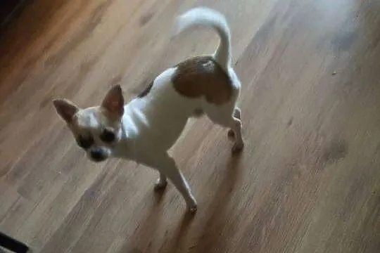 Pies Chihuahua 1.5 roku, Śląskie, Bytom