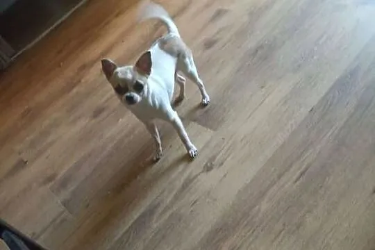 Pies Chihuahua 1.5 roku, Śląskie, Bytom
