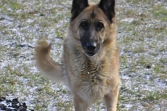 Saba, młoda, posłuszna suczka OWCZAREK NIEMIECKI adopcja