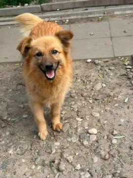Fauna, delikatna suczka szuka spokojnego domu!  Fauna, zranione serduszko chciałoby w końcu poczuć s, , Warszawa