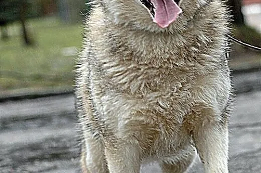 Belfer, cudny husky czeka na dom,  warmińsko-mazurskie Olsztyn