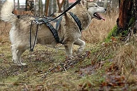 Belfer, cudny husky czeka na dom,  warmińsko-mazur