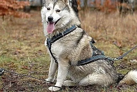 Belfer, cudny husky czeka na dom,  warmińsko-mazur