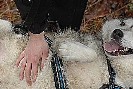 Belfer, cudny husky czeka na dom,  warmińsko-mazur