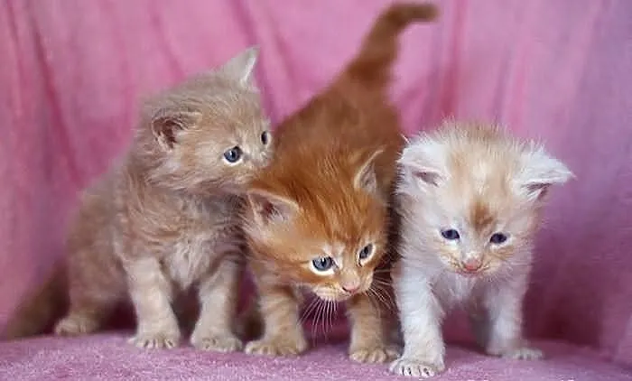 Maine Coon - mamy piękne kocięta rasowe