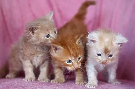 Maine Coon - mamy piękne kocięta rasowe