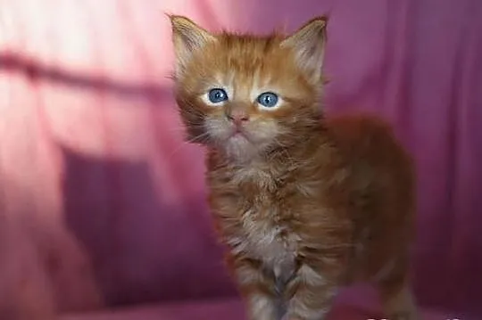 Maine Coon - mamy piękne kocięta rasowe