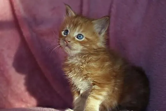 Maine Coon - mamy piękne kocięta rasowe