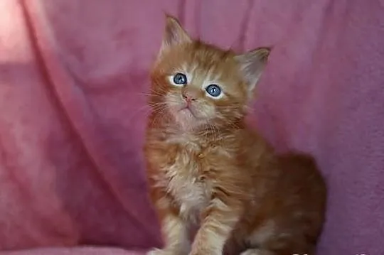 Maine Coon - mamy piękne kocięta rasowe