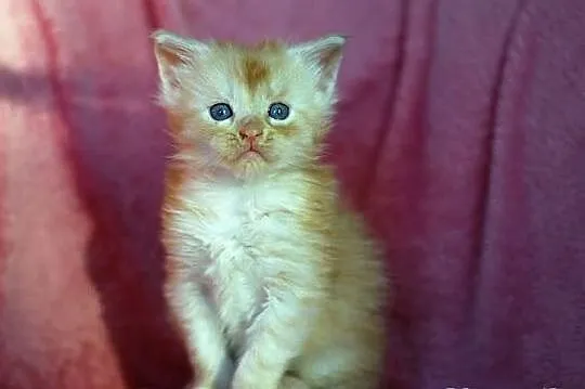 Maine Coon - mamy piękne kocięta rasowe