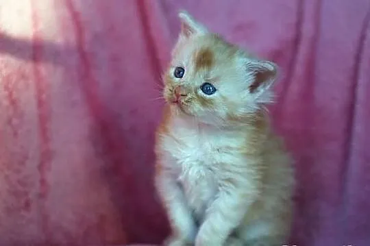 Maine Coon - mamy piękne kocięta rasowe