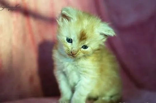 Maine Coon - mamy piękne kocięta rasowe
