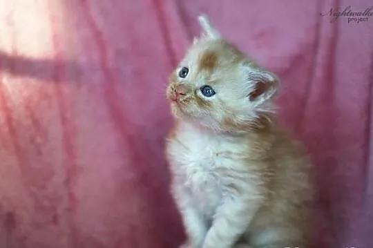 Maine Coon - mamy piękne kocięta rasowe