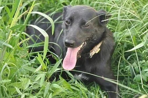 Bella - 3 letnia sunia potrzebuje ulokować swoje w