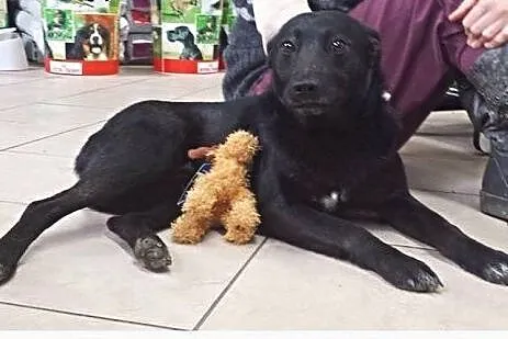 Bella - 3 letnia sunia potrzebuje ulokować swoje w