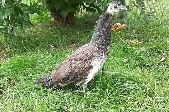 Pawie, paw, Małopolskie, Skała