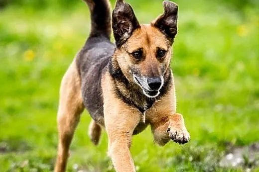 TOLIK - bryknij ze mną i pohasaj po zielonych pagó