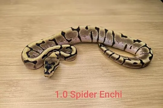 Pyton królewski Enchi Spider