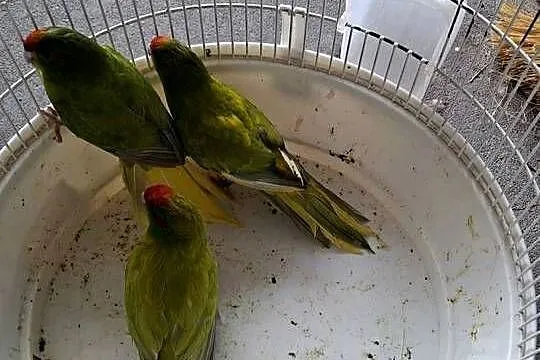 Papugi Modrolotki Papuga Kozia, Wielkopolskie, Ostroróg