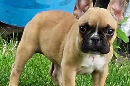 Buldog francuski suczka WARKA /ZKwP FCI/- 3 miesiące