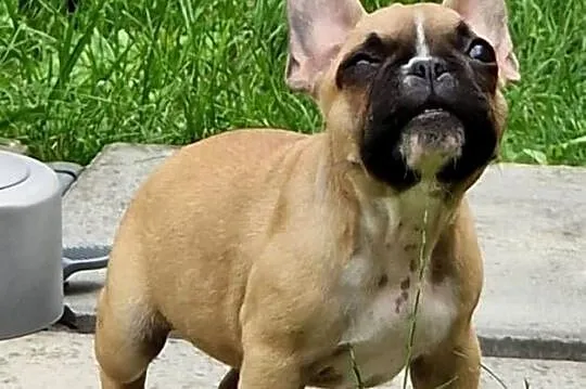 Buldog francuski suczka WARKA /ZKwP FCI/- 3 miesiące, Lubelskie, Świdnik