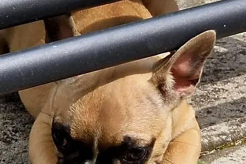 Buldog francuski suczka WARKA /ZKwP FCI/- 3 miesiące, Lubelskie, Świdnik