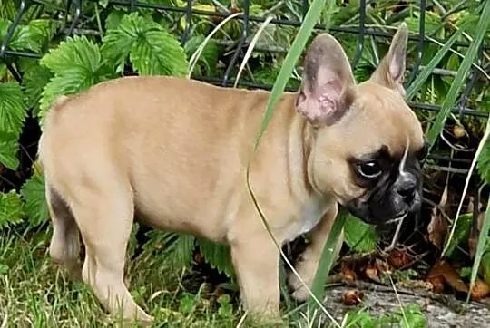 Buldog francuski suczka WARKA /ZKwP FCI/- 3 miesiące, Lubelskie, Świdnik