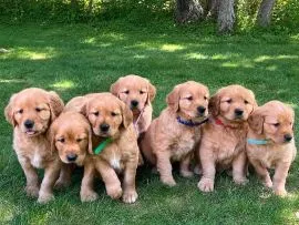 -szczenięta golden retrievera do adopcji – napisz, aby uzyskać aktualne informacje: {{nataliagrabows