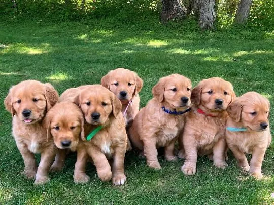 -szczenięta golden retrievera do adopcji – napisz, aby uzyskać aktualne informacje: {{nataliagrabows