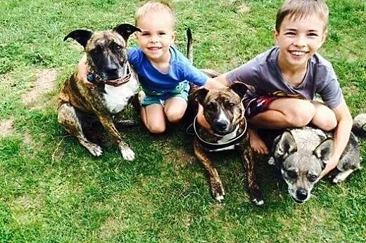 Roczna Dora, posłuszna, kochająca dzieci AMSTAFFKA adopcja, Kundelki cała Polska