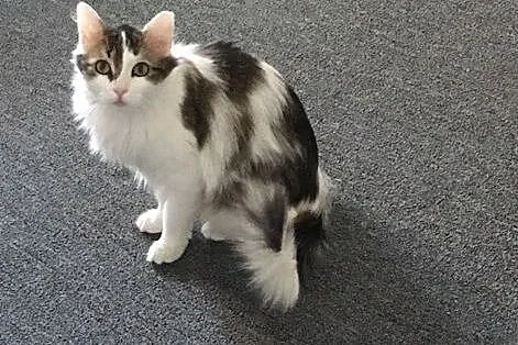 LOLA piękność o perłowych oczach.,  mazowieckie Wa