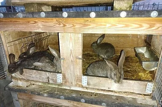 Samiczki olbrzym belgijski, Kujawsko-pomorskie, Turzno