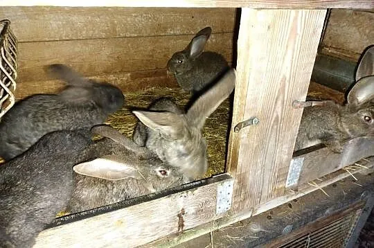 Samiczki olbrzym belgijski, Kujawsko-pomorskie, Turzno