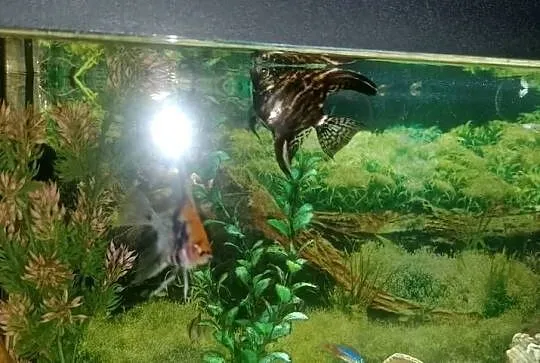 Akwarium aquael 55 litra+Rybki, Świętokrzyskie, Czarzyzna