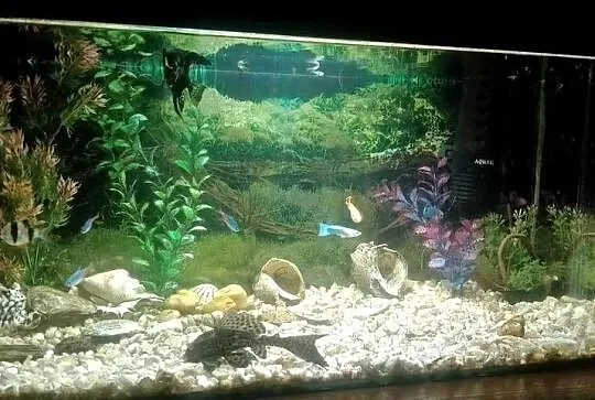 Akwarium aquael 55 litra+Rybki, Świętokrzyskie, Czarzyzna