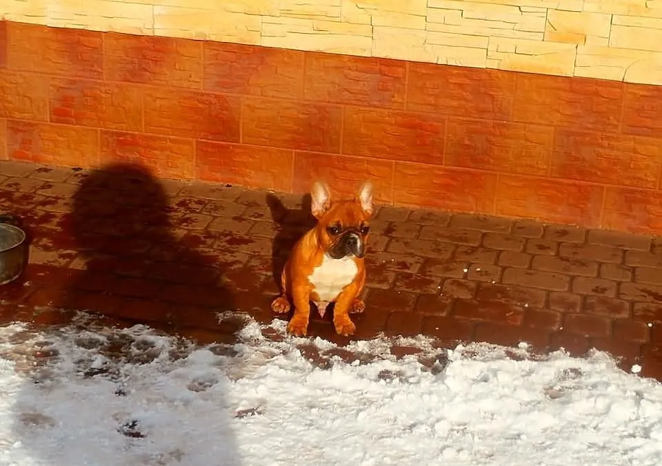 Buldog francuski