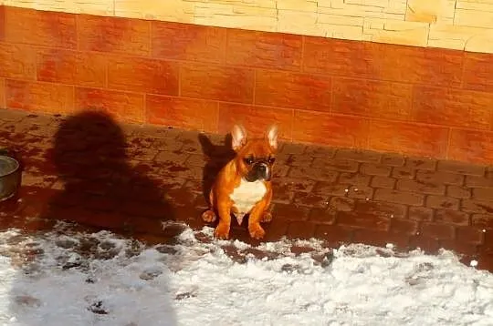 Buldog francuski