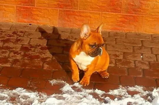 Buldog francuski
