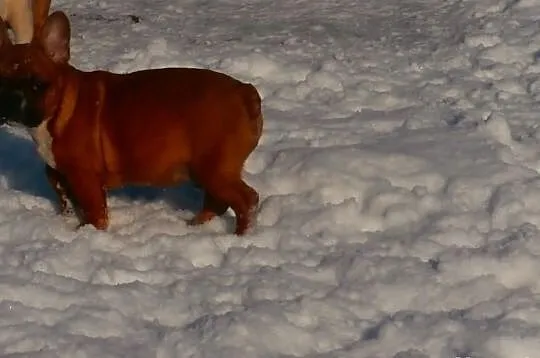 Buldog francuski