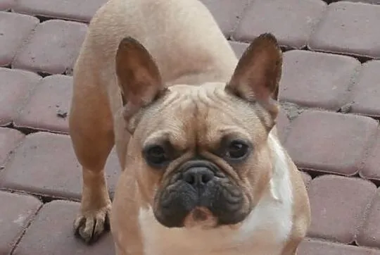 Buldog francuski