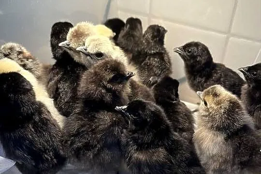 Sprzedam ayam cemani i siki USA