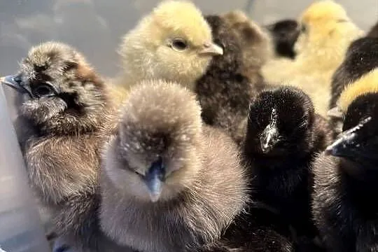 Sprzedam ayam cemani i siki USA, Wielkopolskie, Poznań
