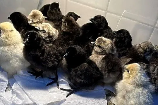 Sprzedam ayam cemani i siki USA, Wielkopolskie, Poznań