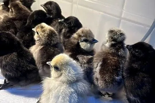 Sprzedam ayam cemani i siki USA, Wielkopolskie, Poznań
