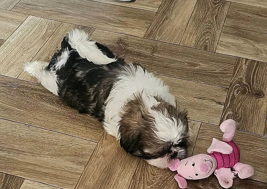 Shih Tzu - śliczna tri color, Śląskie, Częstochowa