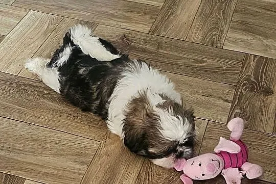 Shih Tzu - śliczna tri color, Śląskie, Częstochowa