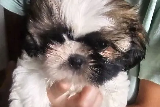 Shih Tzu - śliczna tri color, Śląskie, Częstochowa